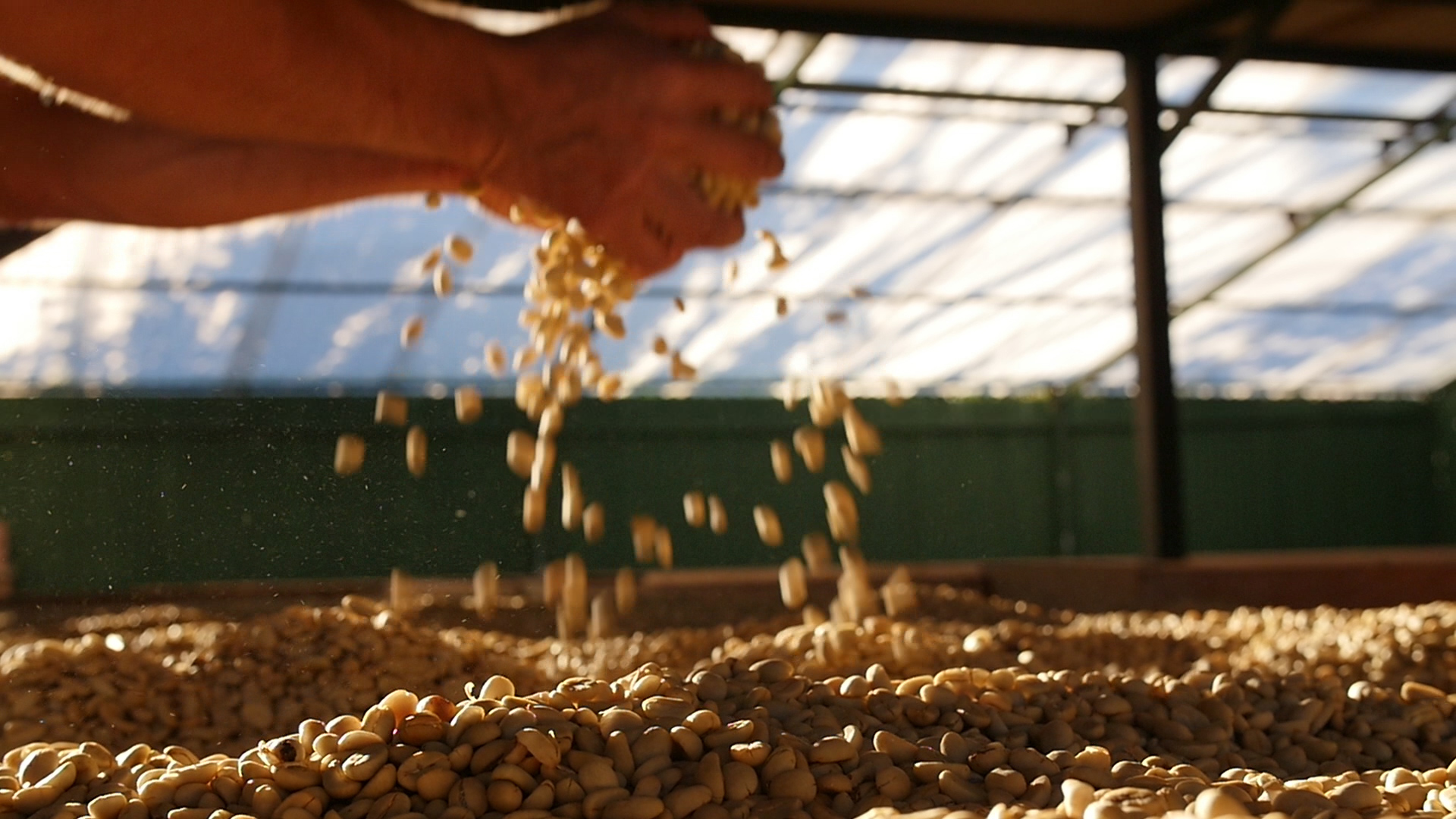 Selección de cafés de Puerto Blest