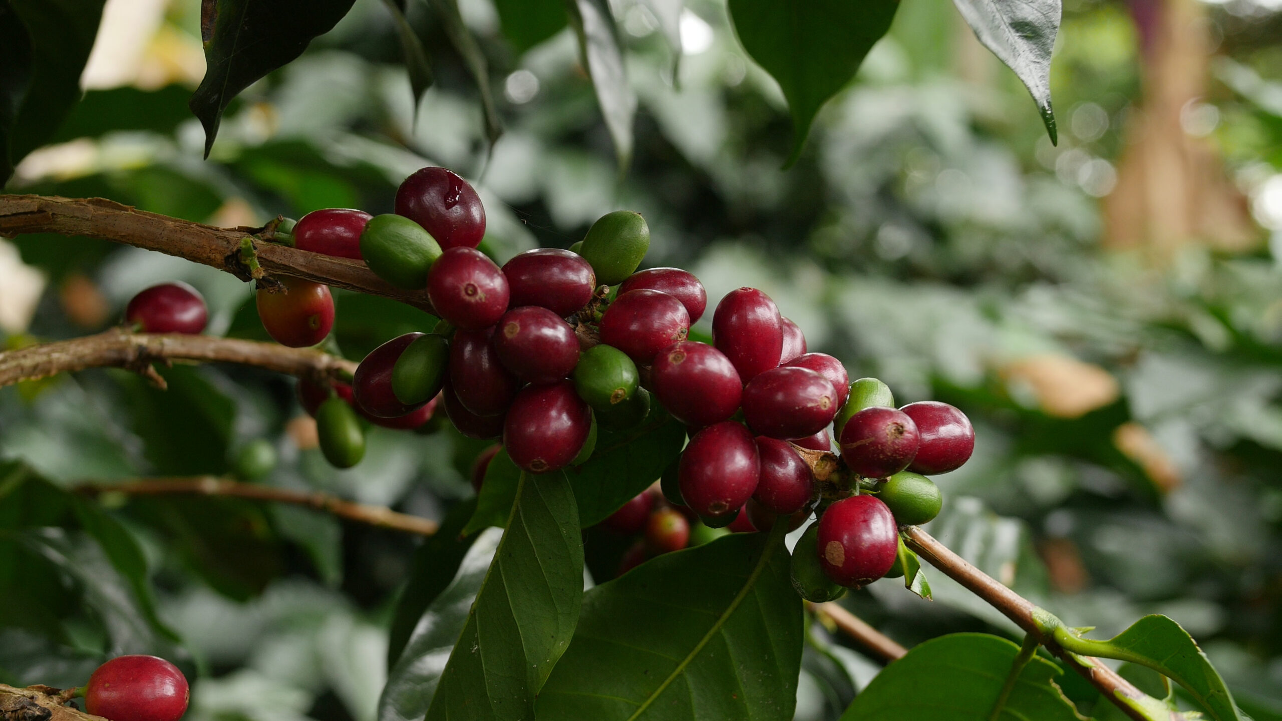 Búsqueda de cafés de Puerto Blest