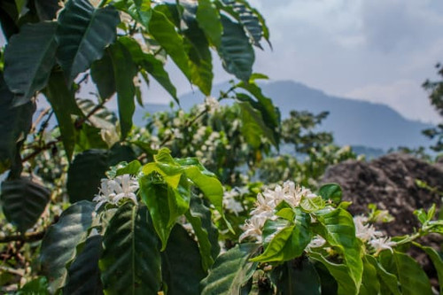 Guatemala Pompojilla
