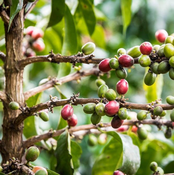 Gatomboya Coffee Factory, Nyeri