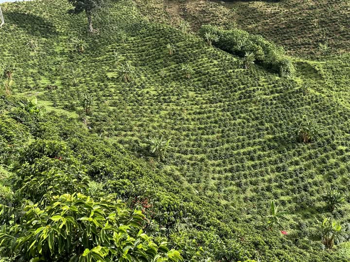 Colombia Guadalupe